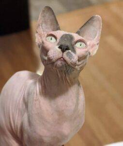 Adopt a sphynx cat in philadelphia pa – all supplies included – meet odin