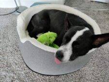 ADOPTED – Border Collie Husky Mix Dog In East Norriton (Philadelphia) PA – Meet Keta