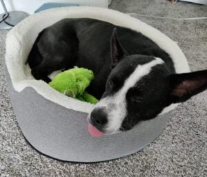 ADOPTED – Border Collie Husky Mix Dog In East Norriton (Philadelphia) PA – Meet Keta