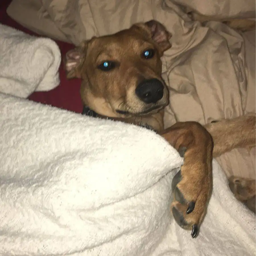 Redbone Coonhound Mix San Antonio 