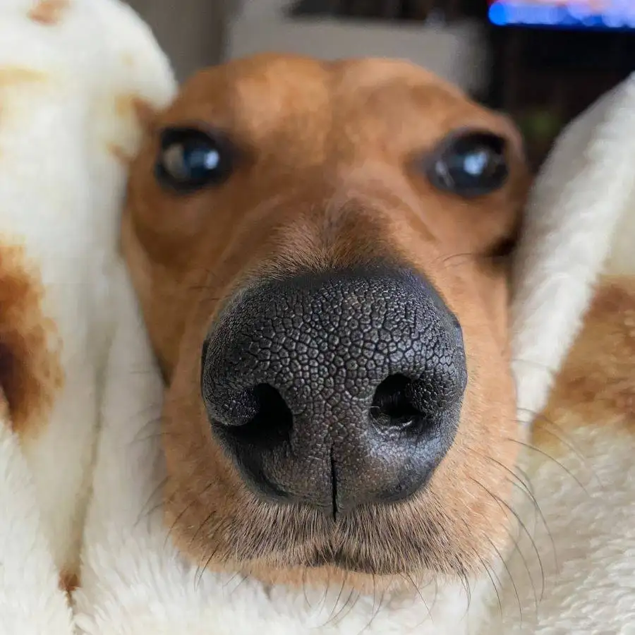 Redbone Coonhound Mix San Antonio 