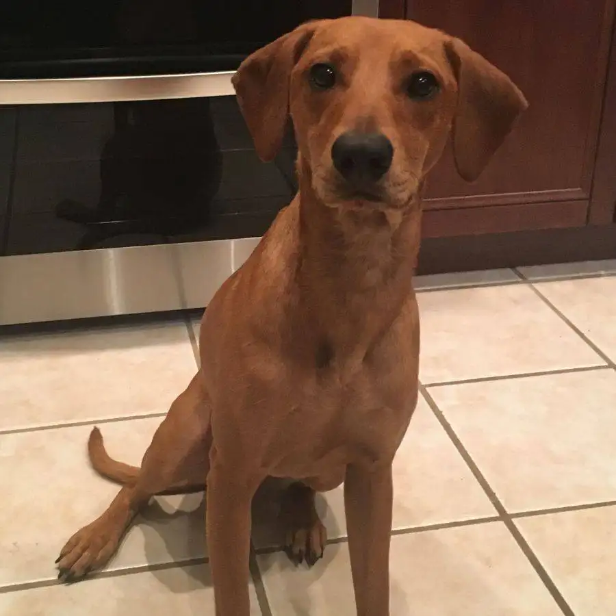 Redbone Coonhound Mix San Antonio 