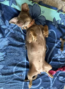 Photo of sophie looking for tummy rubs in her home in brooklyn ny. She is a gray and brown chihuahua weiner dog mix.