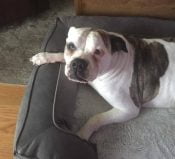 American Bulldog For Adoption Sacramento CA
