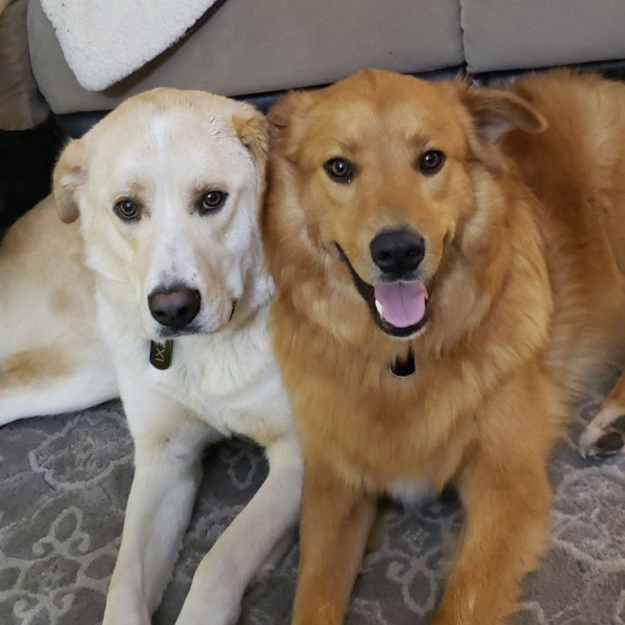 Golden Retriever German Shepherd Mix and Labrador Retriever Husky Mix Dogs for Adoption in Grand