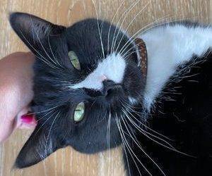 Brooklyn ny – playful 2 yo female tuxedo cat for private adoption – supplies included – adopt rico