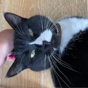 Brooklyn ny – playful 2 yo female tuxedo cat for private adoption – supplies included – adopt rico