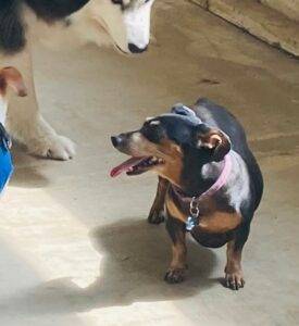 Chihuahua dachshund mix dog adoption redlands ca