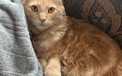 Siberian mix cat for adoption in new york ny – supplies included – adopt romeo