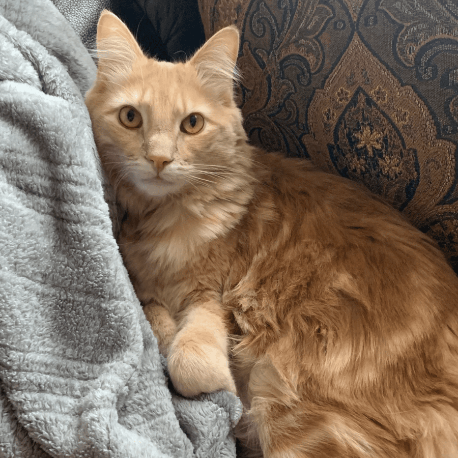 Orange Tabby Siberian Mix Cat for Adoption in New York NY Adopt Romeo