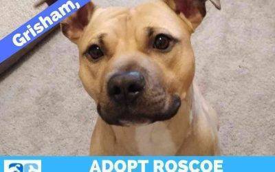 Fully trained bullmastiff mix dog for adoption in gresham oregon – meet adorable roscoe