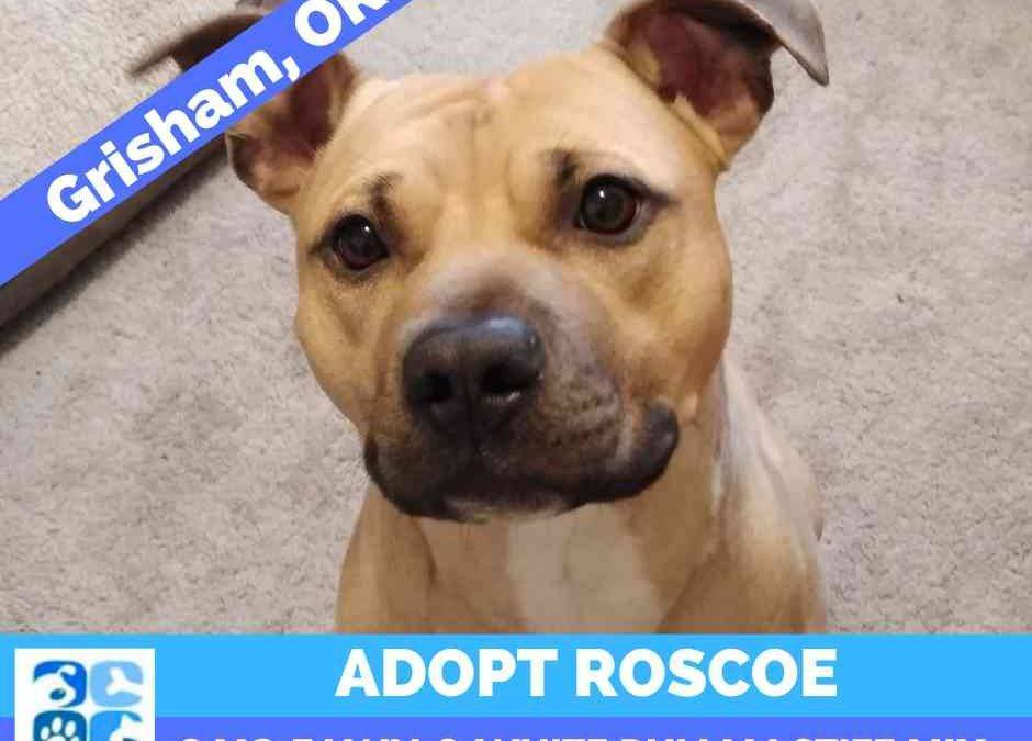 Fully Trained Bullmastiff Mix Dog For Adoption in Gresham Oregon – Meet Adorable Roscoe