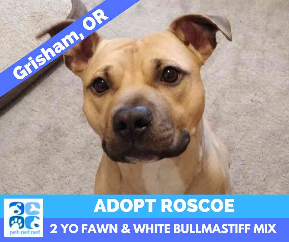 Adopt Roscoe Fawn Bullmastiff mix dog in Gresham Oregon