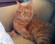 Rosie Orange Tabby Cat For Adoption In Atlanta Ga