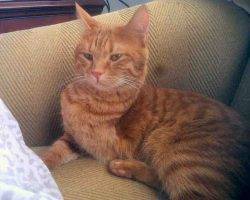 Rosie orange tabby cat for adoption in atlanta ga