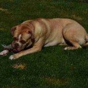 German American Bulldog Mix Adoption Chestermere AB