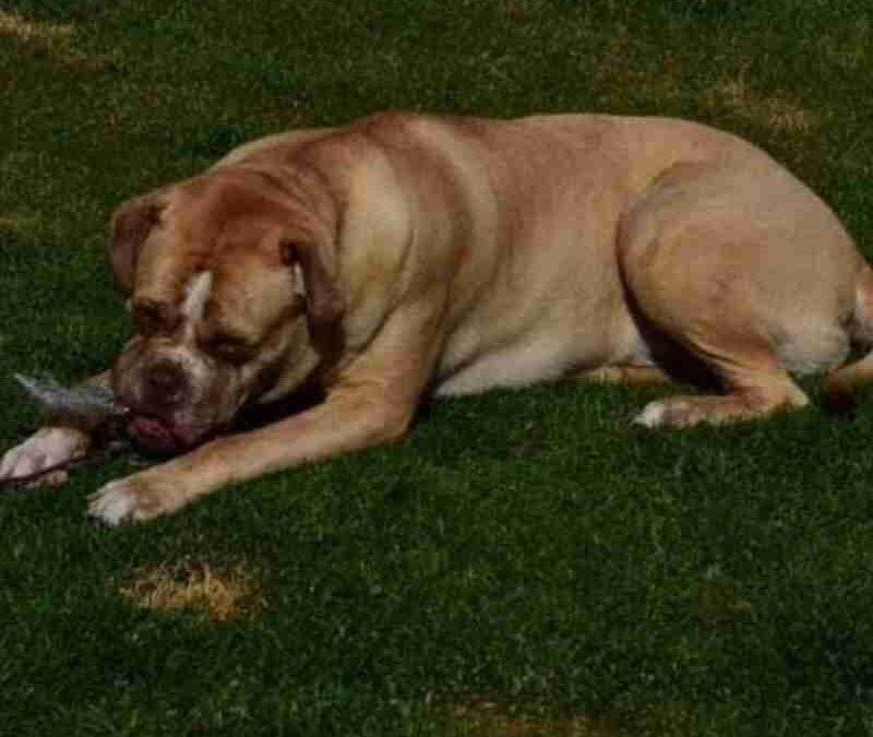 Amazing senior german bulldog mix for adoption in calgary (chestermere) ab – supplies included – adopt royce