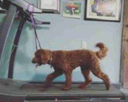 Red moyen poodle adoption london ontario