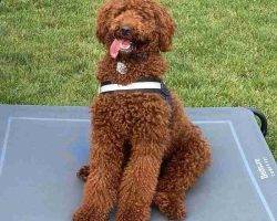 Red moyen poodle adoption london ontario