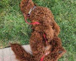 Red moyen poodle adoption london ontario