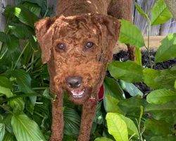 Red moyen poodle adoption london ontario