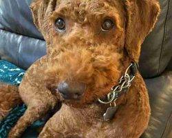 Red moyen poodle adoption london ontario