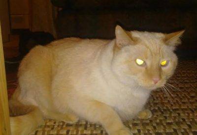 Rusty - flame point siamese cat for adoption seattle
