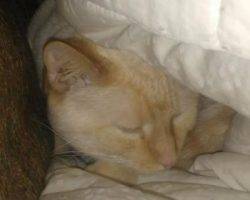 Rusty - flame point siamese cat for adoption seattle