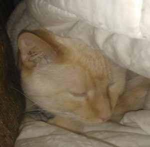 Flame Point Siamese Cat For Rehoming in Seattle - Adopt ...
