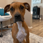 Boxer Pitbull Mix For Adoption In Edmonton AB – Supplies Included – Adopt Rylee
