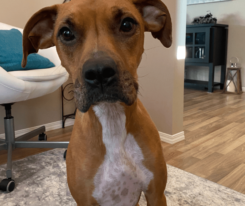 Boxer pitbull mix for adoption in edmonton ab – supplies included – adopt rylee