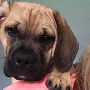 Sweet puggle dog for adoption in danville pa – supplies included – adopt sammy