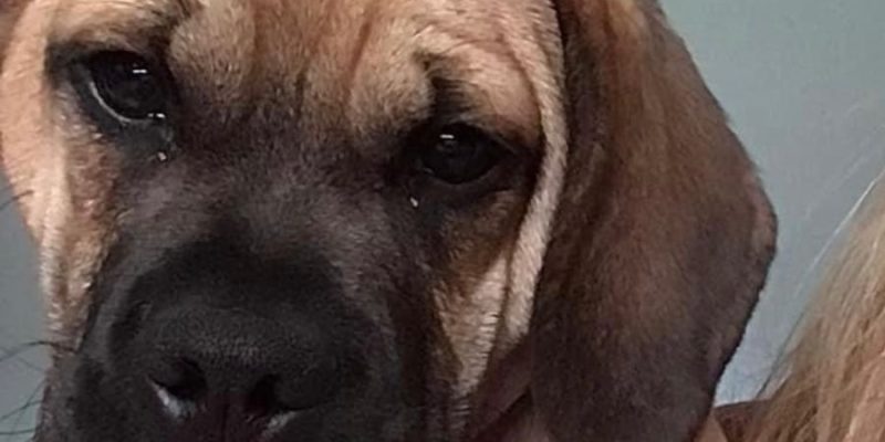 Puggle for Adoption Danville PA Adopt Sammy