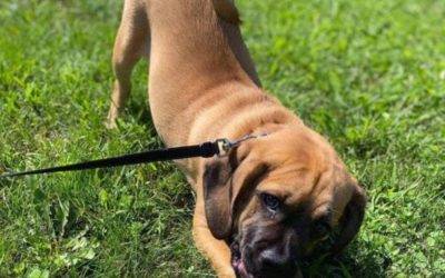 Sweet Puggle Dog for Adoption in Danville PA – Supplies Included – Adopt Sammy
