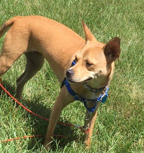 Indianapolis Lab Shepherd Mics Dog For Adoption - Sandy