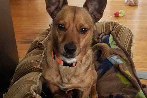 Chihuahua Mix For Adoption In Calgary AB – Supplies Included – Adopt Scooby