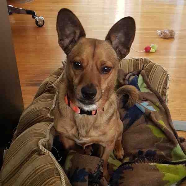 Scooby chihuahua mix dog adoption calgary