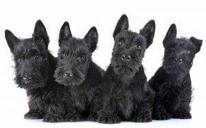 scotties lined up
