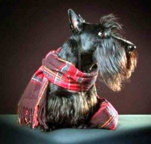 Scottish terrier image