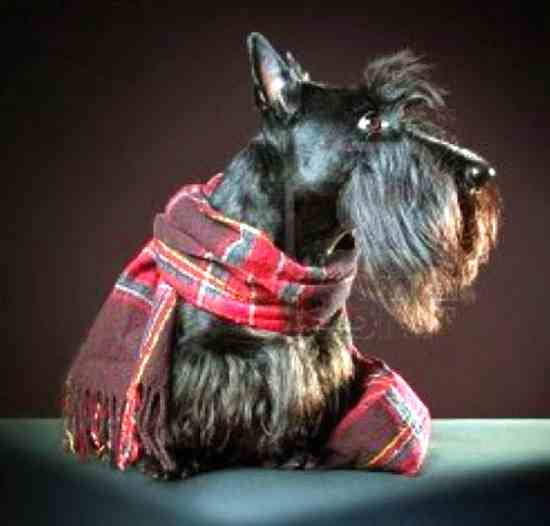 Scottish Terriers Adoptions Rehoming & More Pet Rehoming Services