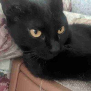 Serena black cat adoption spring hill florida