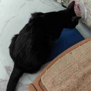 Serena black cat adoption spring hill florida