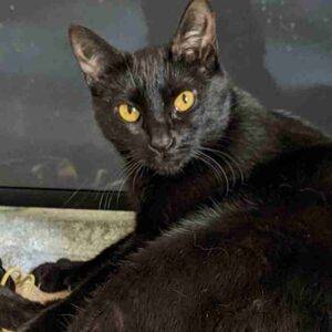 Soft sweet black cat for adoption in spring hill florida – supplies included – adopt serena