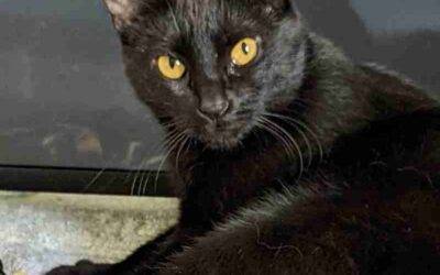 Soft Sweet Black Cat For Adoption in Spring Hill Florida – Supplies Included – Adopt Serena