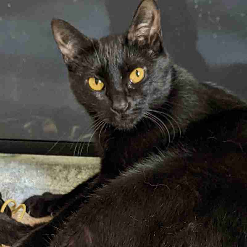 Serena Black Cat Adoption Spring Hill Florida
