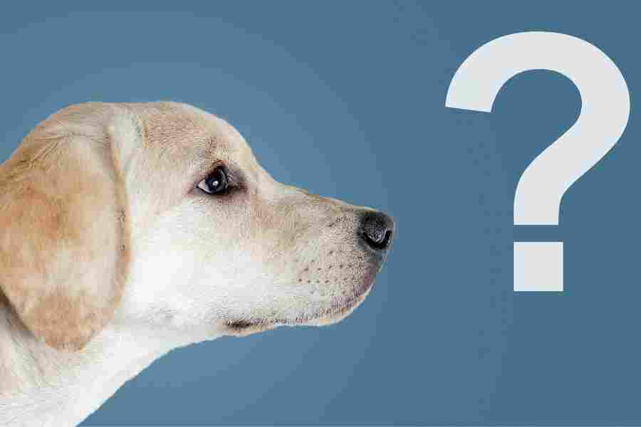 A yellow labrador retriever puppy looks strictly at a question mark