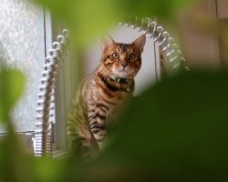 Bengal kitten for adoption in edmonton