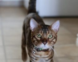 Bengal kitten for adoption in edmonton
