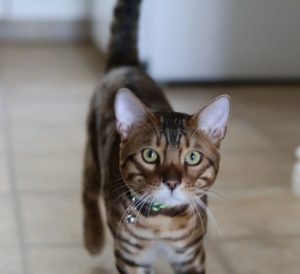bengal kitten for adoption in edmonton Photo bengal kitten for adoption in edmonton