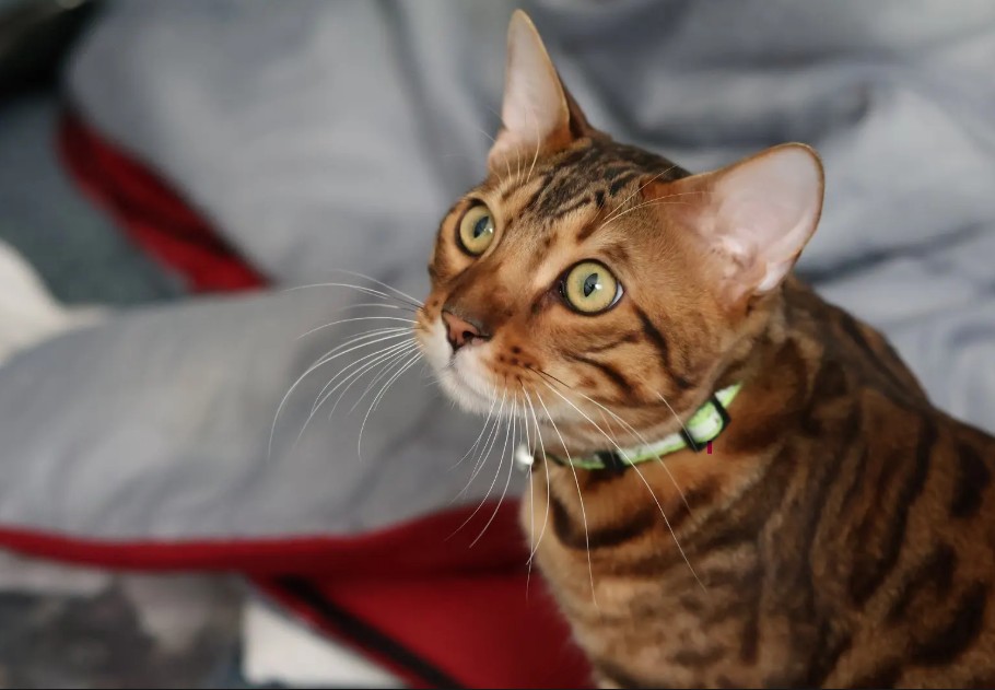 Beautiful Bengal Kitten For Adoption in Edmonton AB – Meet Shabelle